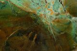 Green Chromium Petrified Wood (Woodworthia) End-Cut - Zimbabwe #379391-1